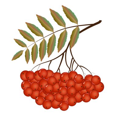 Rowan çırpı sonbaharın