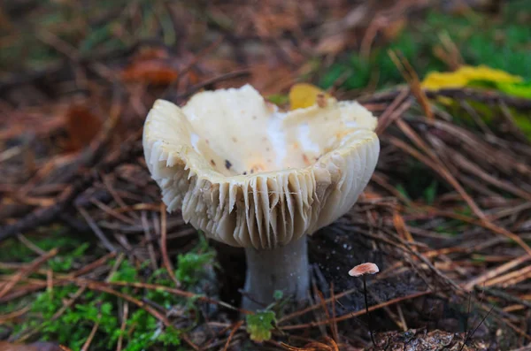 Weißer Pilz Wald — Stockfoto