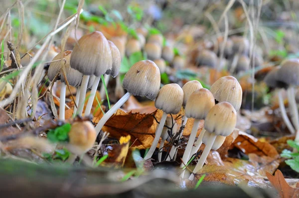 Coprinellus micaceus Pilz im tiefen Wald — Stockfoto