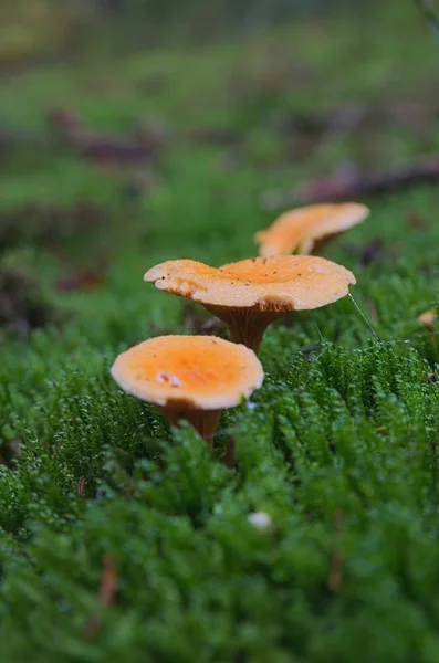 Falscher Pfifferling (Hygrophoropsis aurantiaca)) — Stockfoto