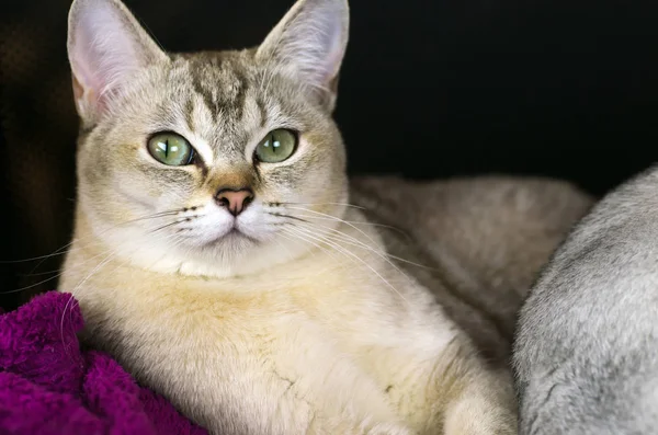 Burmilla kedi