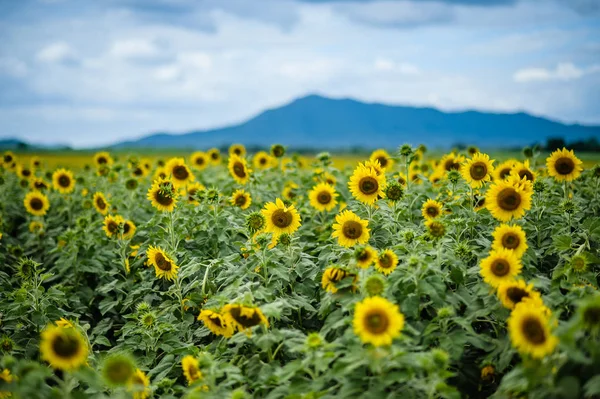 sun flower field with blue cloud sky