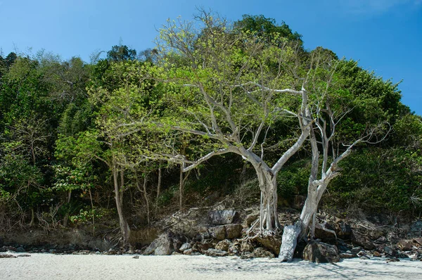 Wielkie drzewo na plaży, tło, dekoracje, zielone, na spokojnym, Błękitne niebo — Zdjęcie stockowe