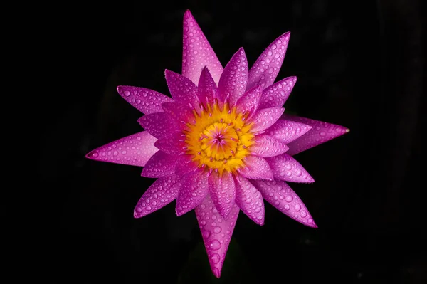 pembe su lilly