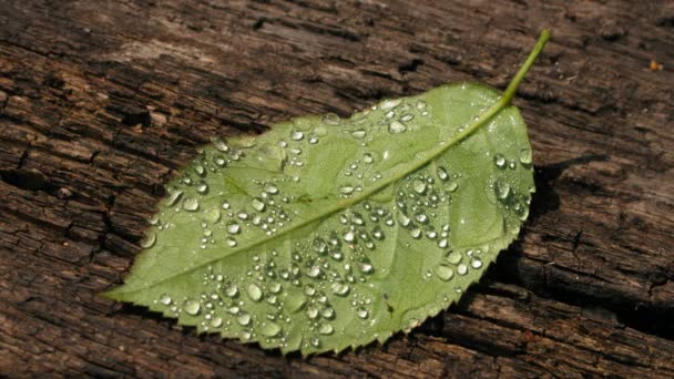 Wet leaf on the old wood  background — Stock Video