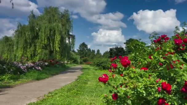 Botanische tuin in de zomer — Stockvideo