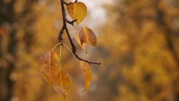 Im Botanischen Garten — Stockvideo