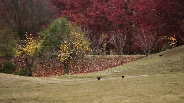 N. Grishko Giardino Botanico Nazionale — Video Stock