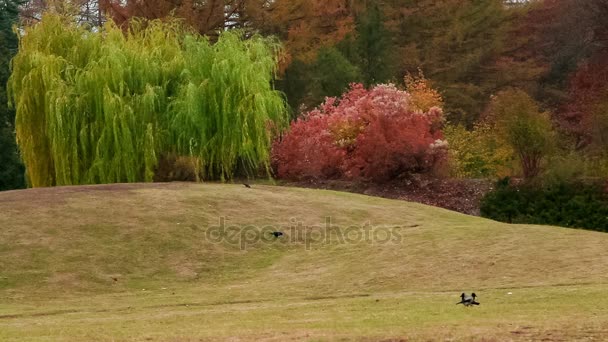 N. Grishko Giardino Botanico Nazionale — Video Stock