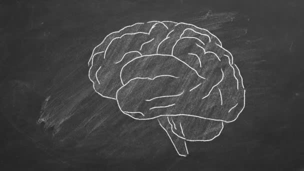 Chalk drawn human brain  on a blackboard.