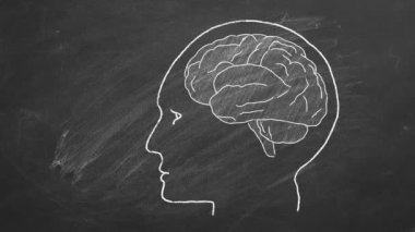 Chalk drawn human head with brain  on blackboard.