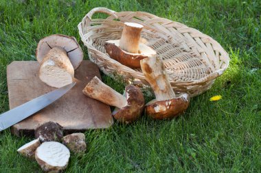 Ham Porcini mantar'ın bahçesinde