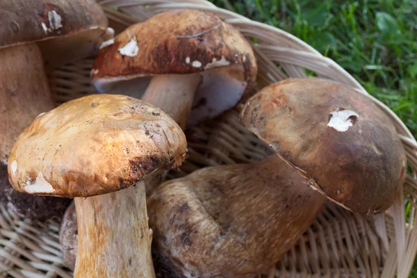 Färsk Ceps närbild — Stockfoto