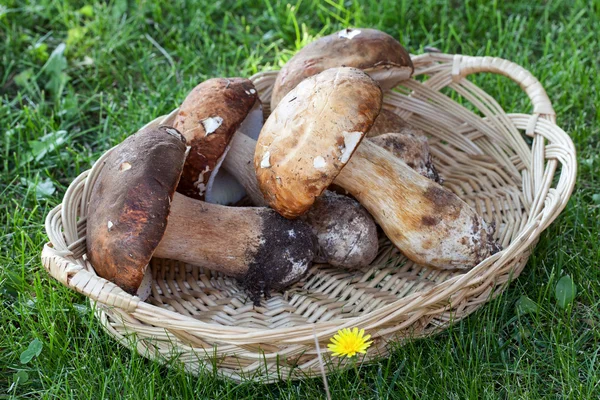 Porcini Mushrooms In The Basket — Stock Photo, Image