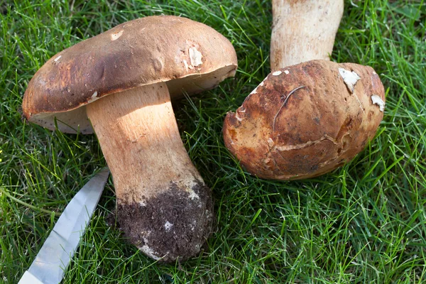 Porcini Mushrooms Freshly Picked — Stock Photo, Image