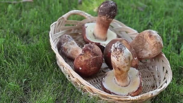 Basket With Fresh Porcini — Stock Video