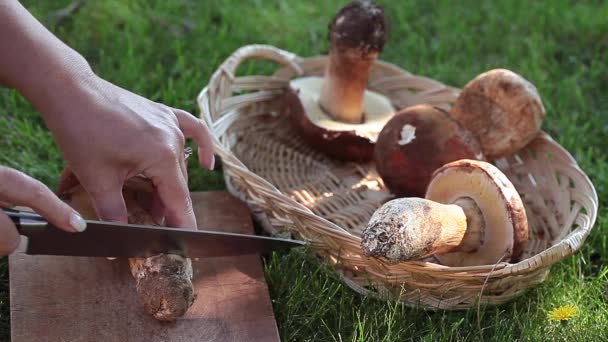 Limpieza de hongos Porcini — Vídeo de stock