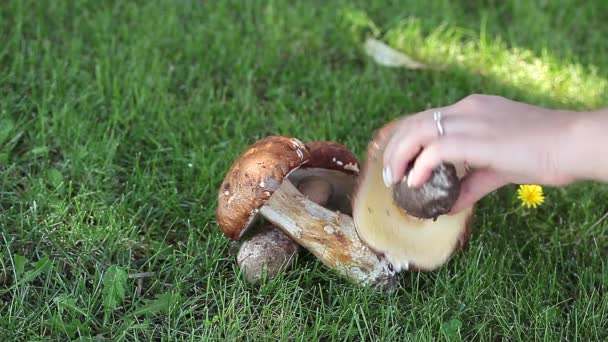 Cogumelos porcini frescos — Vídeo de Stock