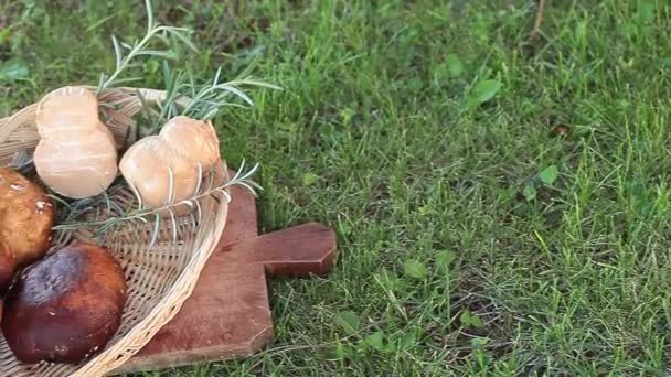 Queijo Porcini e Scamorza fresco — Vídeo de Stock