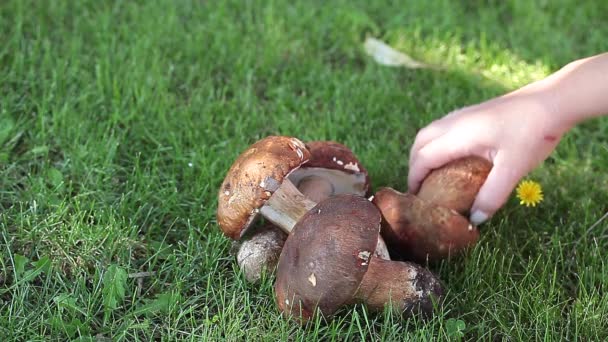 Woman Picking Mushrooms — Stock Video