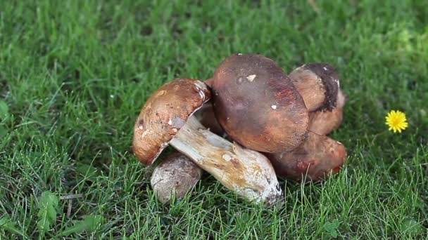 Porcini svampe på grøn eng – Stock-video