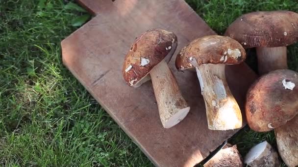 Cogumelos porcini frescos — Vídeo de Stock