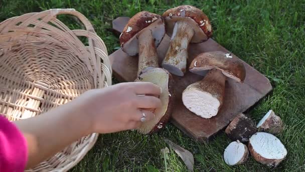 Свежие грибы в корзине — стоковое видео