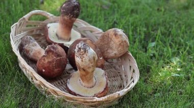 Porcini mantar sepeti