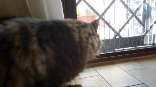 Katze lauert hinter der Tür — Stockvideo