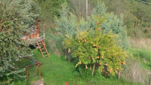 Árbol de granada en el jardín — Vídeos de Stock