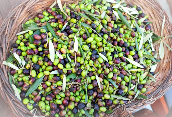 Basket With Ripe Olives — Stock Photo, Image