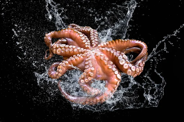 Pulpo fresco en agua salpicada — Foto de Stock