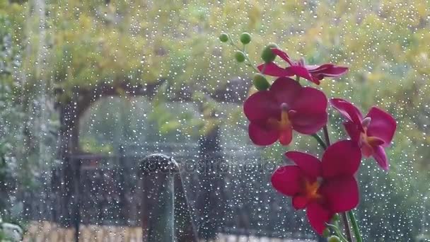 Тропический дождь с розовой орхидеей — стоковое видео