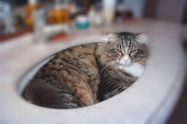 Gato en el fregadero — Foto de Stock