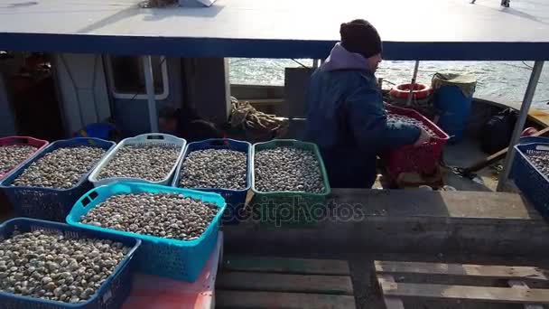 Les pêcheurs déchargent les caisses de palourdes du bateau — Video