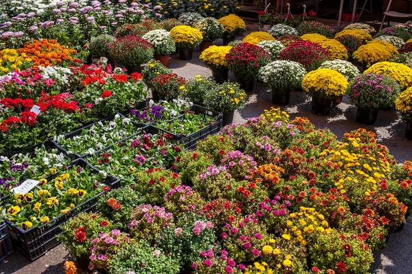 Kleurrijke bloemen in markt — Stockfoto