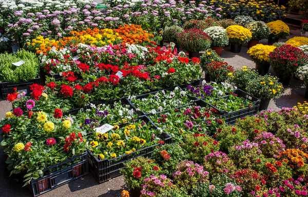 Bloemen te koop — Stockfoto