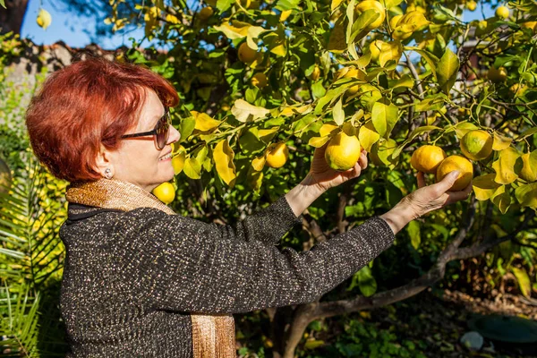 Woman Picking Lemons — Stock Photo, Image