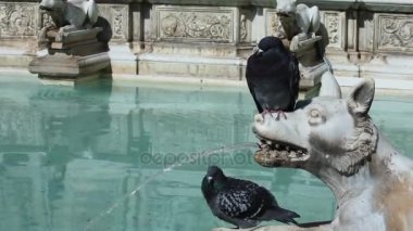 Ayrıntı Fonte Gaia Siena İtalya