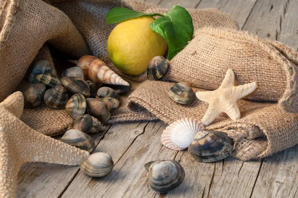 Raw Fresh Clams — Stock Photo, Image