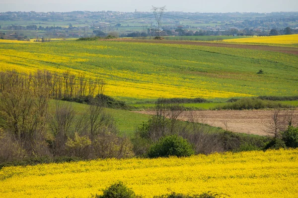 Canola velden-Lazio-Italië — Stockfoto