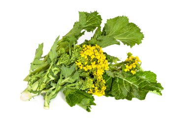 Broccoli Rabe Isolated clipart