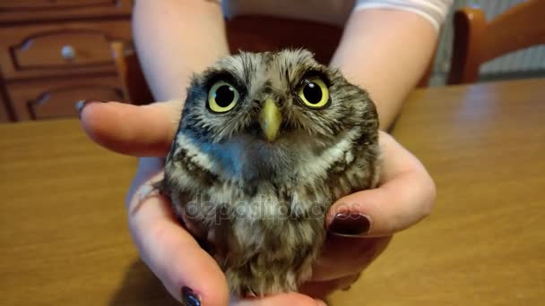 Owl In handen van de vrouw gered — Stockvideo