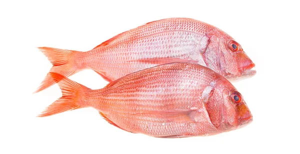 Snapper Fish isolerade — Stockfoto