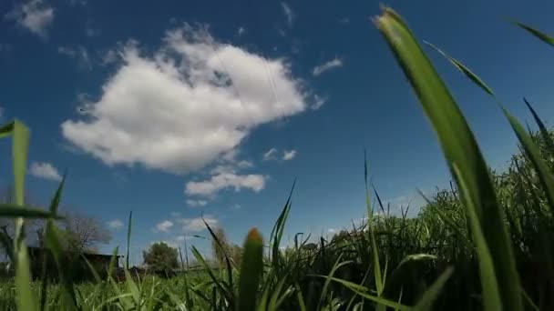 Pov는 잔디에 걷기 — 비디오