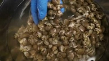 El yıkama deniz salyangozları