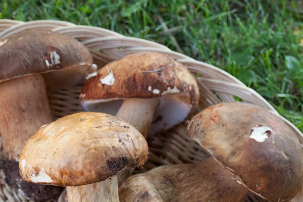 Porcini Mushrooms Closeup — Stock Photo, Image