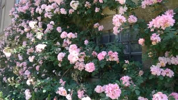 Pauls Himalayan Musk Rose — Stockvideo