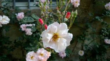 Penelope Bush gül