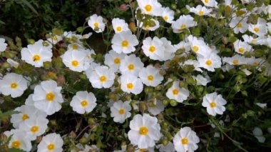 Ada çayı Cistus, Cistus Salviifolius
